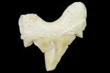 Pathological Shark (Otodus) Tooth - Morocco #108266-1